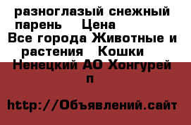 разноглазый снежный парень. › Цена ­ 10 000 - Все города Животные и растения » Кошки   . Ненецкий АО,Хонгурей п.